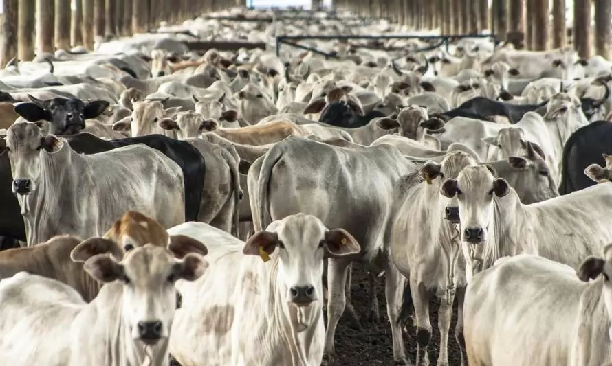 Brasil se prepara para aumentar la producción de carne de vacuno en un 35%