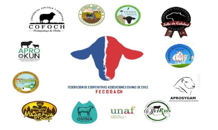 Federación de Cooperativas y Asociaciones Ovinas de Chile entrega declaración pública