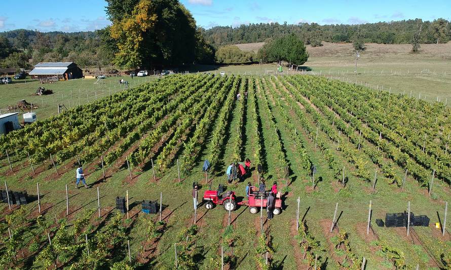 Lo que parecía imposible, Viña Casa Klocker Prambs lo hizo: producir vino en la Patagonia