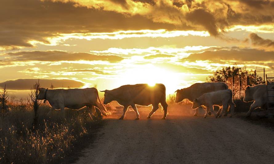 La Carne de Vacuno en España mantiene su hoja de ruta hacia un sistema alimentario sostenible