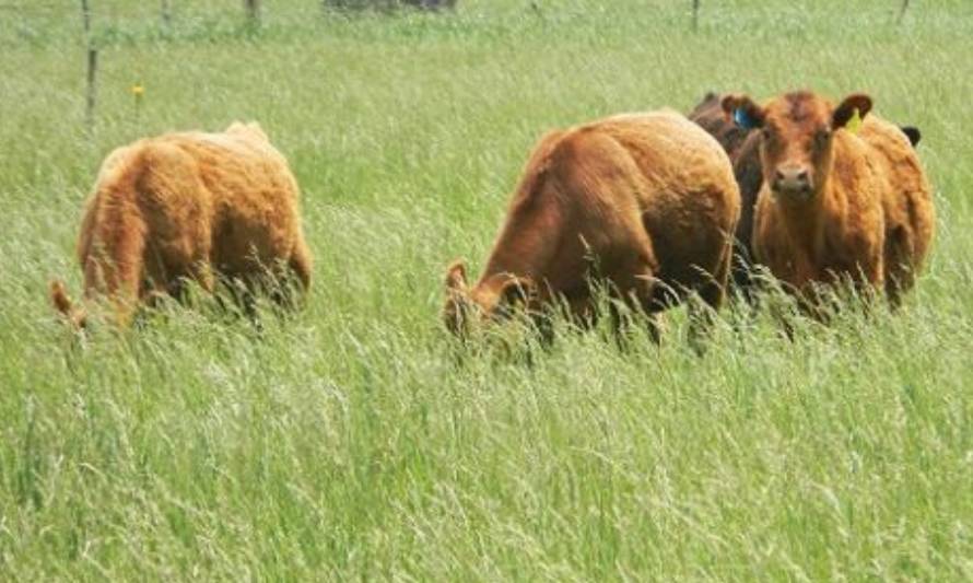 Carne argentina, carne sustentable: 45 científicos elaboraron un estudio inédito 