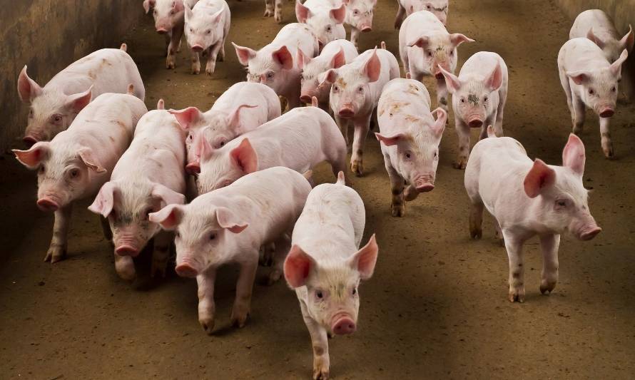 El Senasa declaró alerta sanitaria en Argentina ante la amenaza de la Peste Porcina Africana