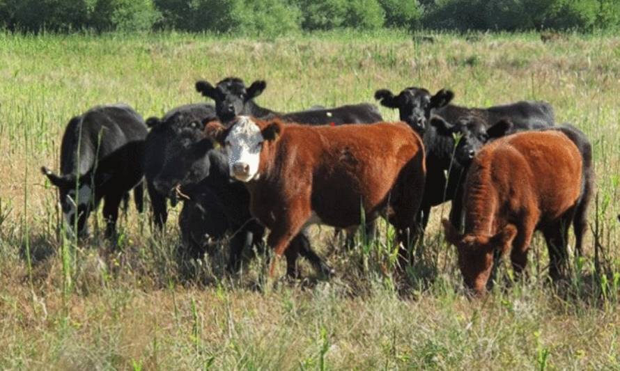 Cómo afrontar la escasez de terneros en la Argentina que viene