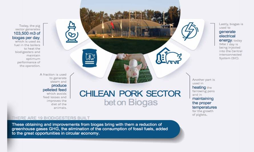 El sector porcino chileno apuesta por el biogás siguiendo los requisitos actuales de sostenibilidad