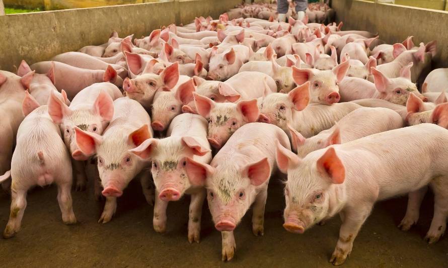 El SAG junto a las empresas de la industria porcina realizaron un simulacro del Plan de Contingencia ante un eventual ingreso de PPA