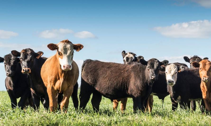 Pioneros en Sudamérica: por primera vez en la historia Uruguay exportará carne carbono neutral