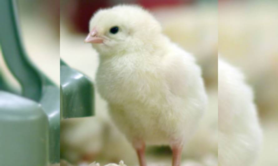 Agrosuper certifica sus prácticas en materia de bienestar animal en una de sus granjas de pollos