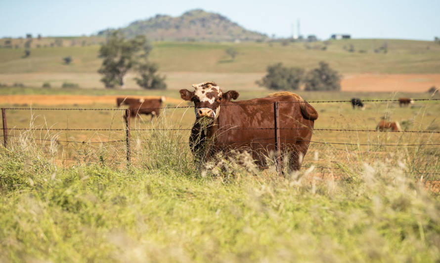 La reconstrucción del hato bovino australiano continuará en 2022