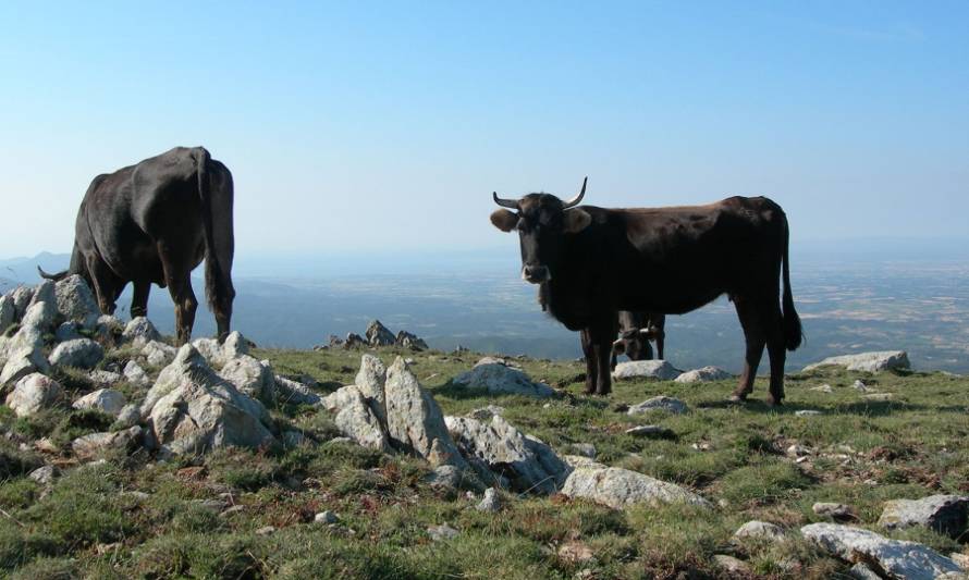 Un proyecto busca la revalorización de la raza Albera mediante su valor gastronómico