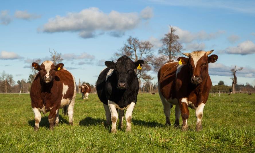 Expertos evalúan efectos de lluvias en agricultura de la zona