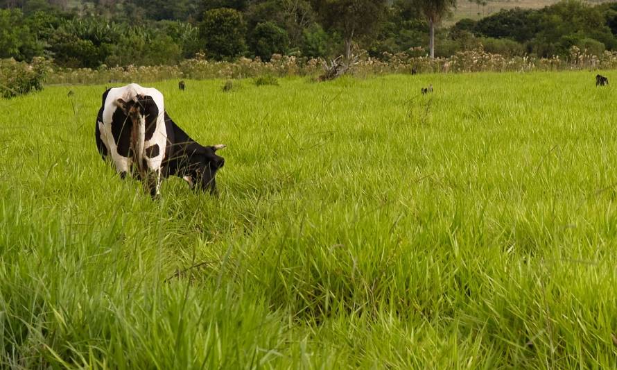 Paraguay suspende los envíos de carne a Rusia por precaución ante el conflicto 