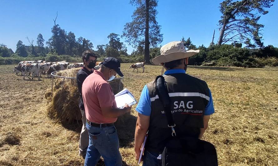 SAG Los Lagos supervisa cuarentena de ganado bovino que se exportará a Perú