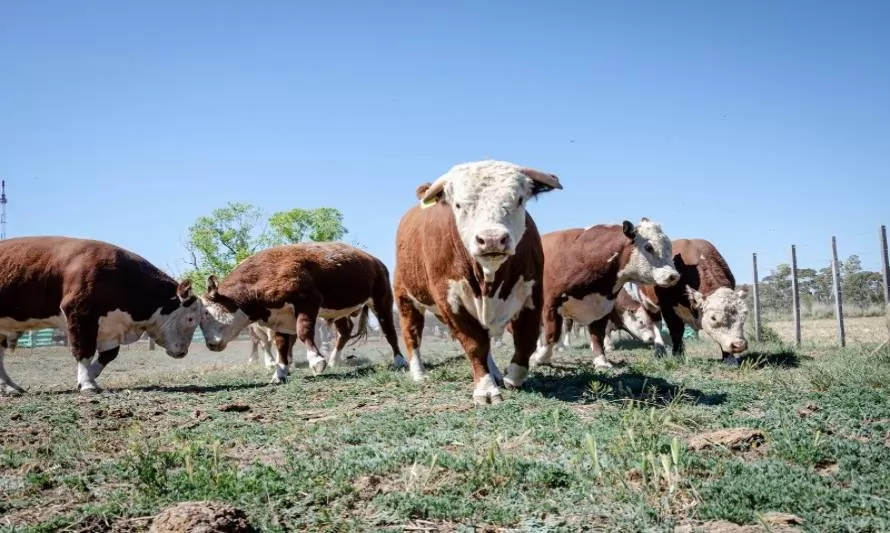 El INTA evalúa el potencial de los toros patagónicos