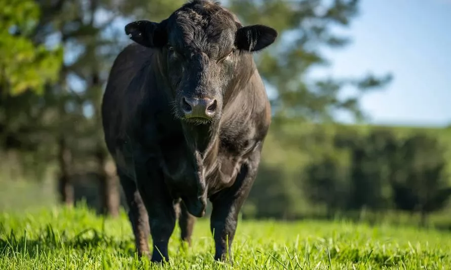 DSM presentó un innovador aditivo que reduce más de un 40% las emisiones de metano en ganado de carne