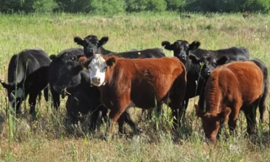 4 perspectivas sobre el futuro de la producción de ganado de carne