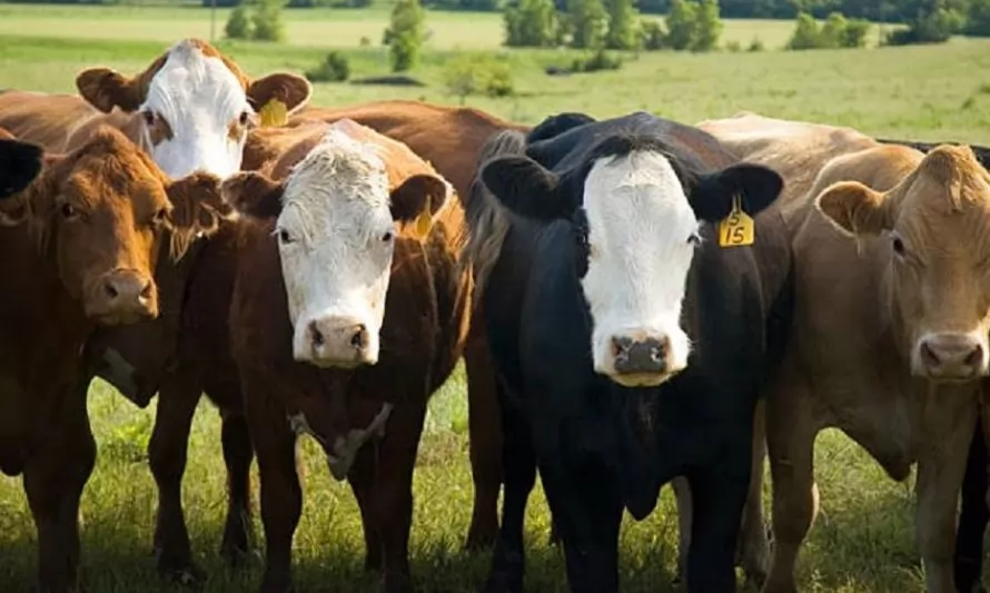 La producción de carne en vara de ganado bovino disminuyó 12,6% interanualmente en el trimestre abril-junio de 2022