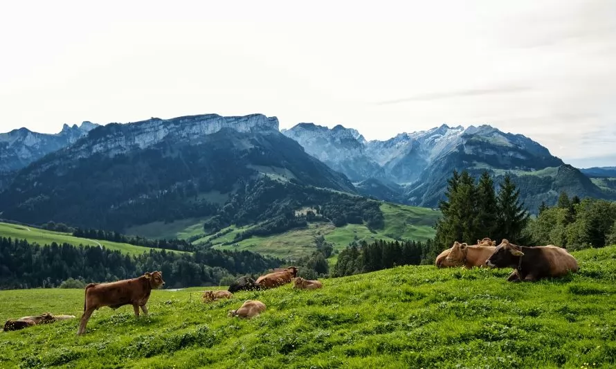 Suiza rechazó por amplia mayoría la prohibición de la ganadería intensiva