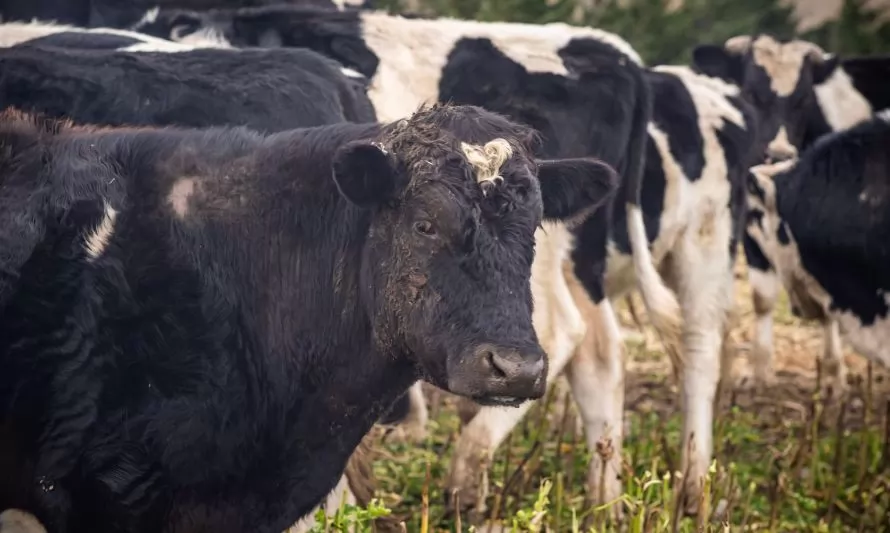 Confirmado: Nueva Zelanda dejará de exportar ganado en pie desde abril de 2023
