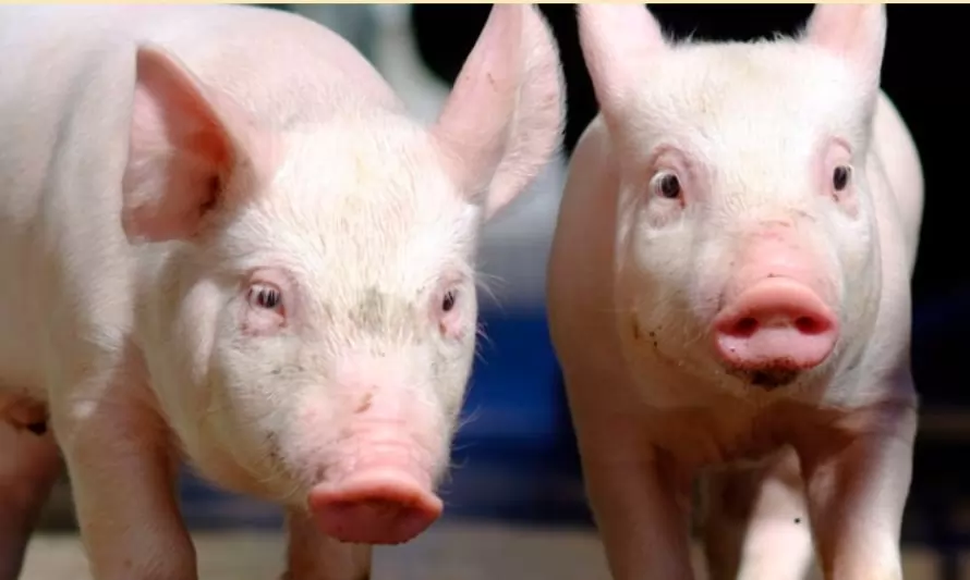 ChileCarne busca apoyar a la industria porcina en la gestión y mitigación de olores