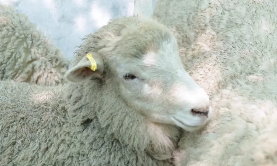 Científicos chilenos logran crear raza de ovejas de alta fertilidad