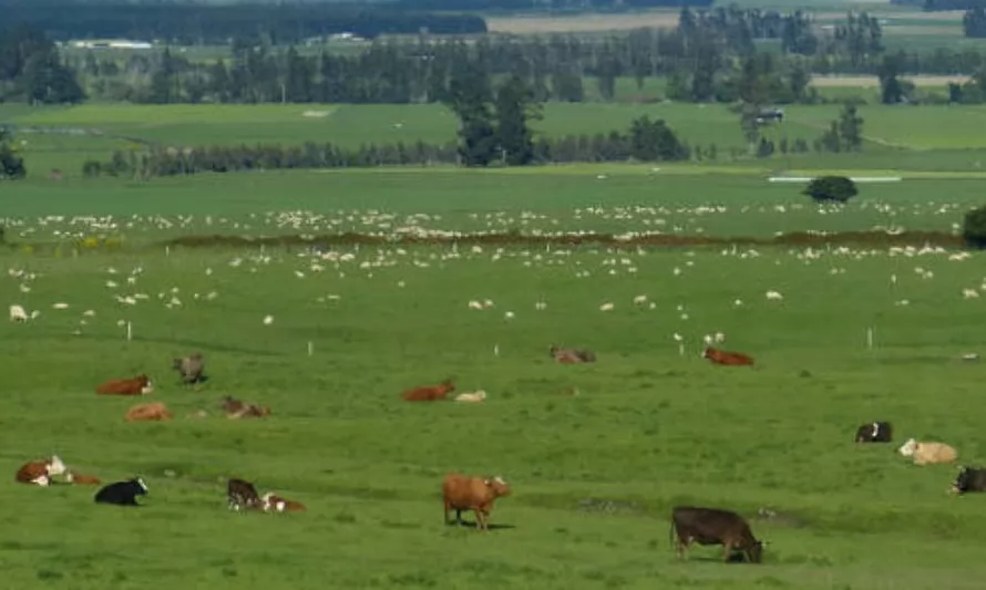 Nueva Zelanda defiende que sus carnes de vacuno y cordero están entre las más sostenibles del mundo