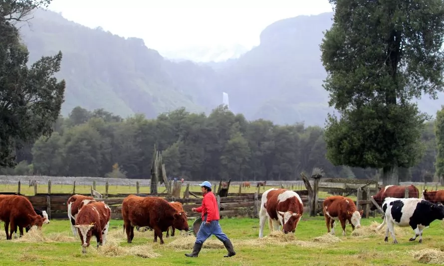 Productores ganaderos destacan cobertura del seguro pecuario con subsidio estatal de Agroseguros del Minagri