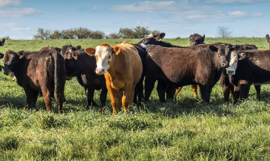 Nueva Zelanda bajará la presión al agro en plan de impuestos a emisiones de gases