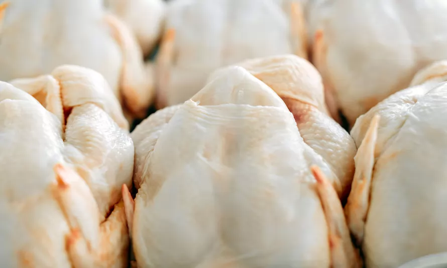 Chile confirma un caso de gripe aviar en una explotación avícola y suspende las exportaciones de carne de ave