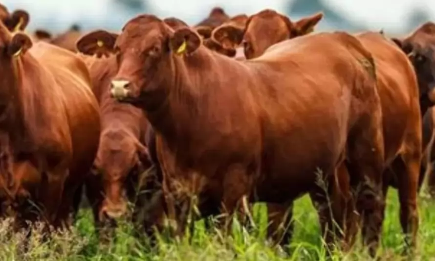 El efecto vaca loca en Brasil cortó la racha alcista del novillo Mercosur