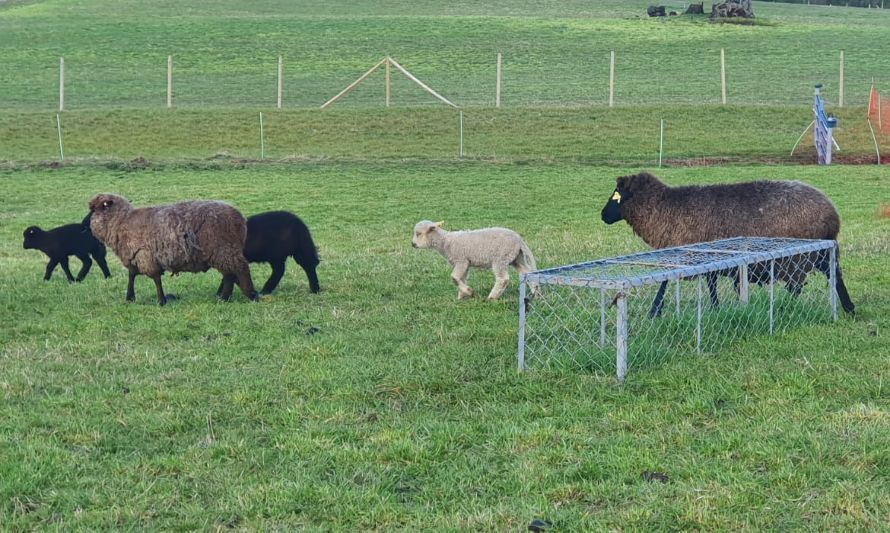 Promueven forrajeras resistentes al déficit hídrico en Chiloé