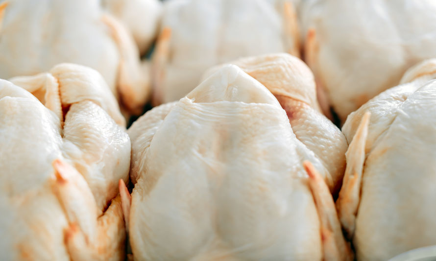 Día Latinoamericano del Pollo: Crecimiento histórico de la avicultura en América Latina 