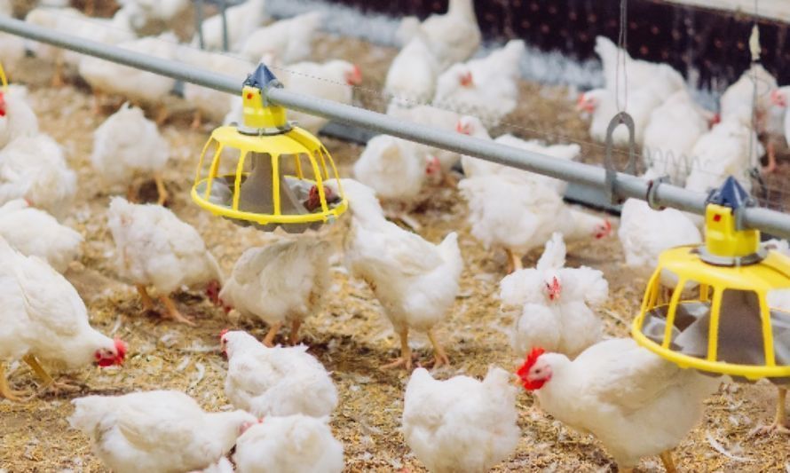 Chile se declara país libre de influenza aviar altamente patógena en aves de corral