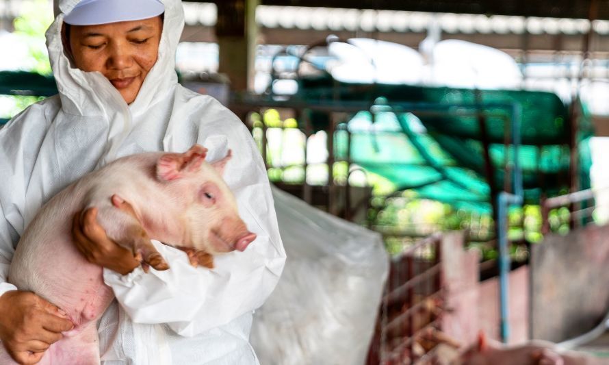 Delegaciones de la industria porcina chilena y argentina visitan Dinamarca 