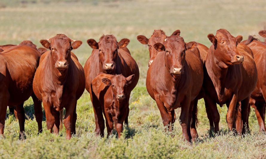 Invitan a curso para integrantes del sector bovino