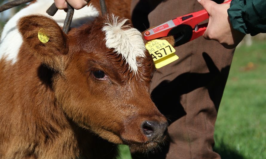 Recuerdan a ganaderos que faltan pocos días para declarar existencia de animales