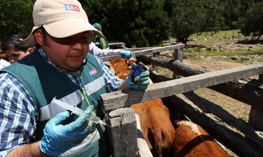 Científicos de la UdeC desarrollaron prototipo de vacuna contra virus que afecta a bovinos