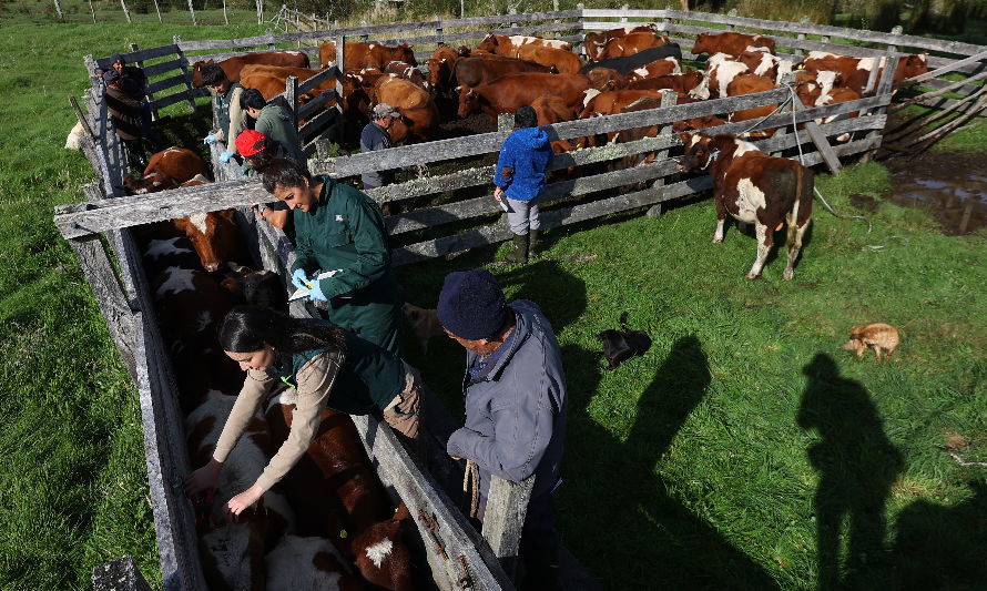 Programa del Sag y Gore Los Lagos analizó situación sanitaria de bovinos y ovinos en el Territorio Patagonia Verde