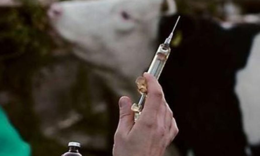 SAG modifica plazos de implementación del Sistema de Prescripción Electrónica de Antibióticos de uso veterinario