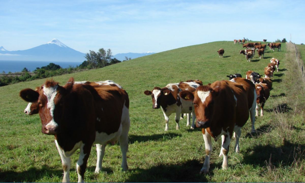 Estudio: “Costos para bovinos de carne en etapa de crianza, recría y engorda