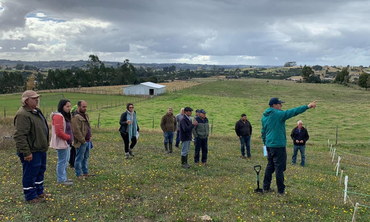 Científicos de INIA continúan trabajo para combatir la plaga del gusano blanco en Chiloé