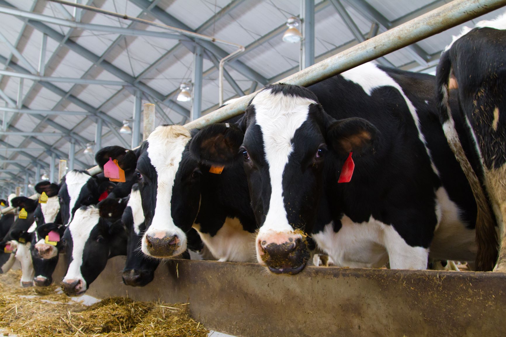 Herramientas informáticas del SAG potenciarán acciones de vigilancia sanitaria en bovinos
